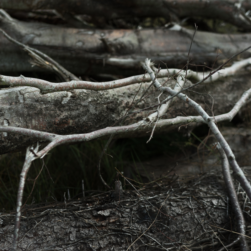 Fallen Trees - Burntollet Co Derry