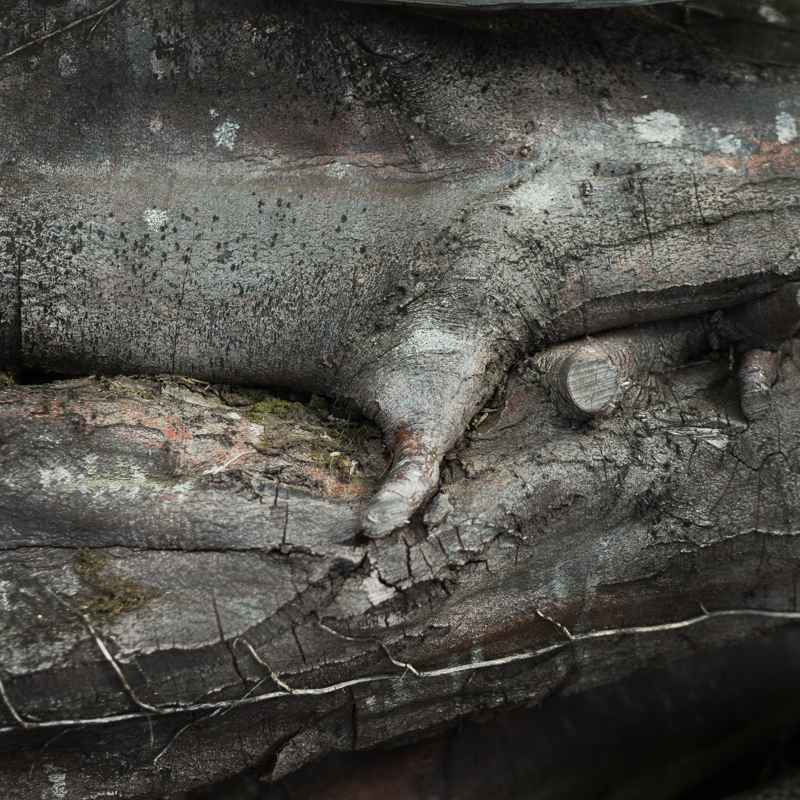Fallen Trees - Burntollet Co Derry