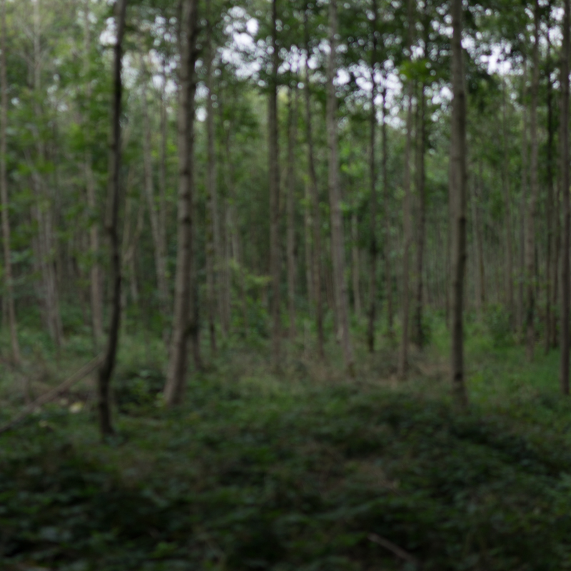 The Oaks Wood- Burntollet Co Derry