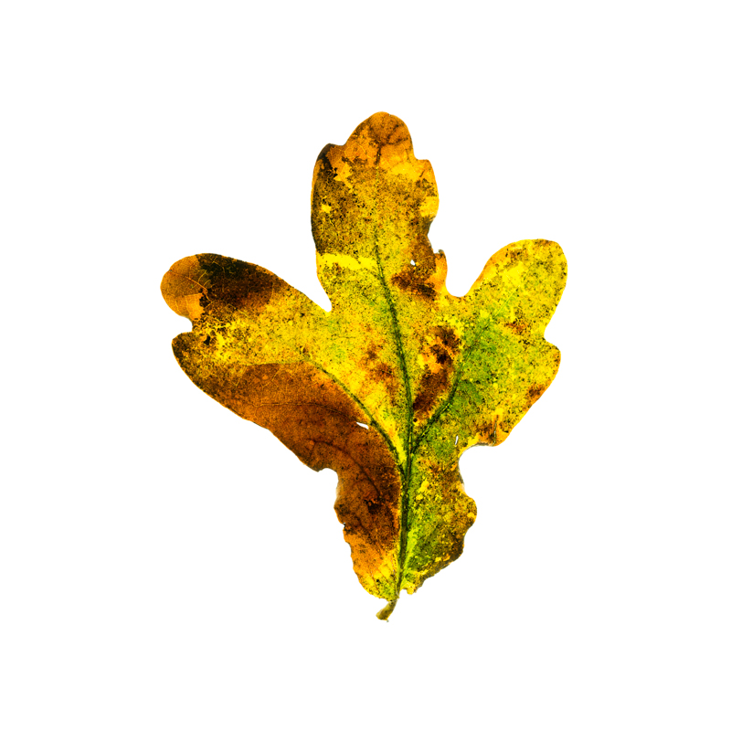Oak Leaf