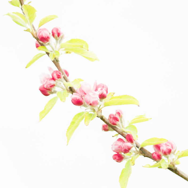 12 Apple Blossom