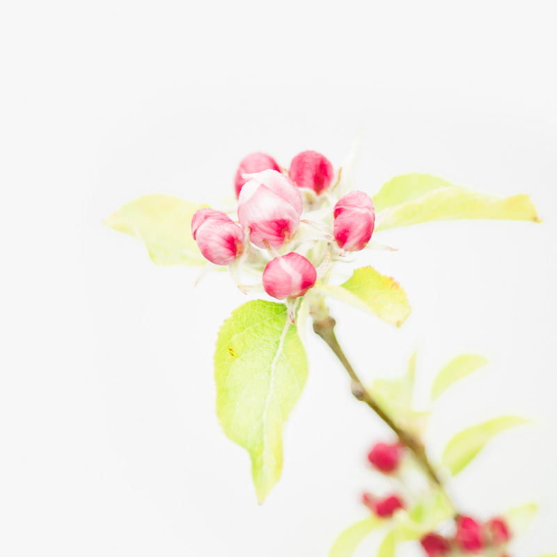 14 Apple Blossom