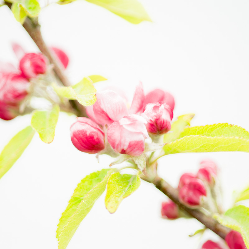 15 Apple Blossom