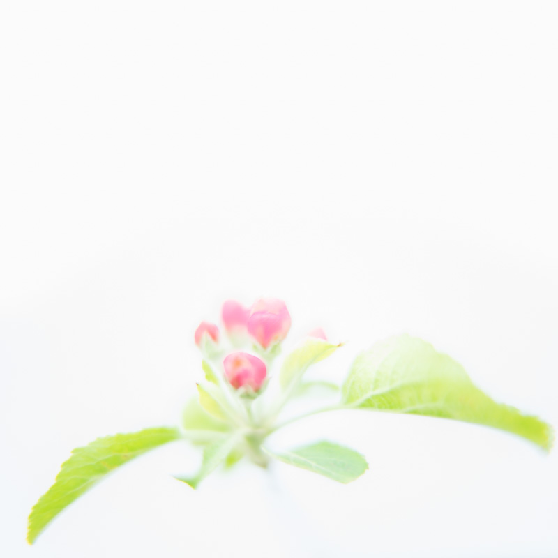 20 Apple Blossom